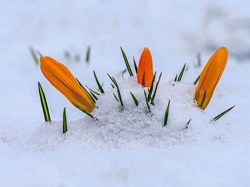 Gele krokusbloesems in de sneeuw