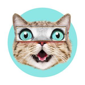 From the Collection of Silly Cats – Part II