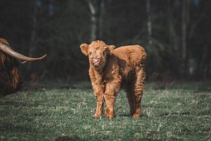 Pasgeboren schotse hooglander kalf kijkt nieuwsgierig