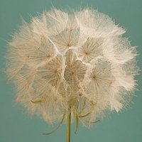 Ein Quadrat mit einem Morgenstern (Tragopogon) und einem türkisfarbenen Hintergrund
