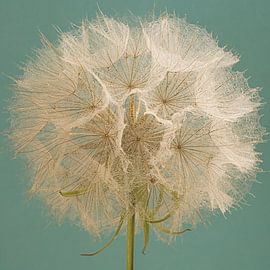 Ein Quadrat mit einem Morgenstern (Tragopogon) und einem türkisfarbenen Hintergrund von Marjolijn van den Berg