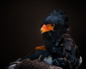 Portret van een Afrikaanse Arend