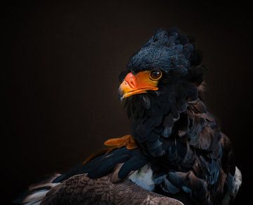 Porträt eines afrikanischen Adlers