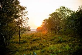 Sonnenuntergang im Mudumalai Nationalreservat