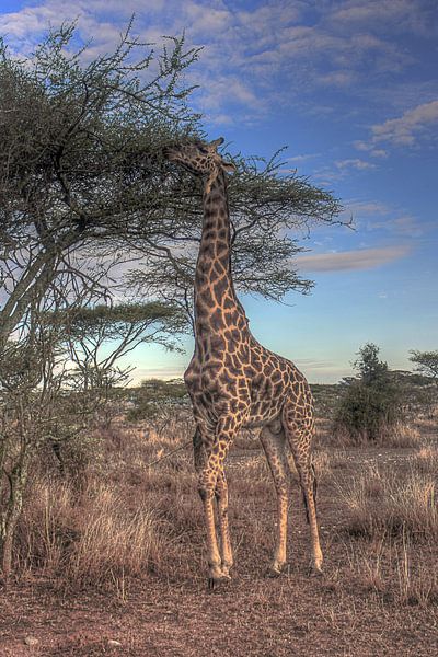 Giraffe by BL Photography