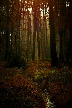 Warm zonlicht kleurt het herfstbos