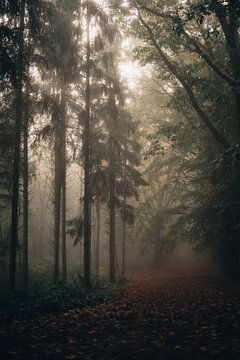 Verwunschener Wald von Imagination by Mieke