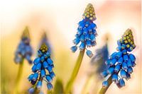 Blauwe druifjes