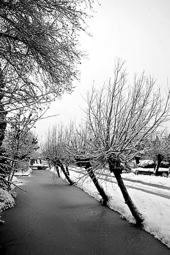pollard willows in the snow by joyce kool