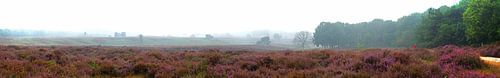 Panorama mokerheide