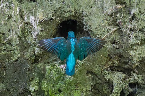 IJsvogel vliegt naar nest