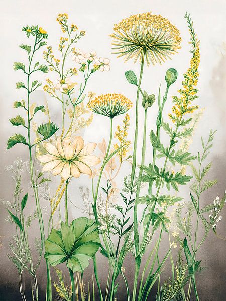 Botanical illustration: Fluteswort and Grasses by Studio Pieternel