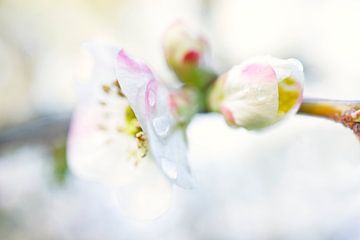 Witte kweepeer bloemen en knoppen van Iris Holzer Richardson