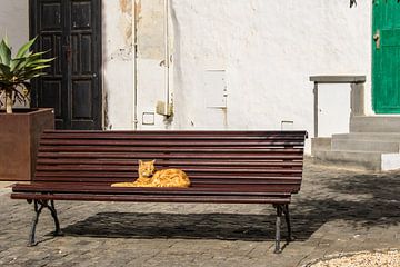 relaxing cat van Heinz Grates