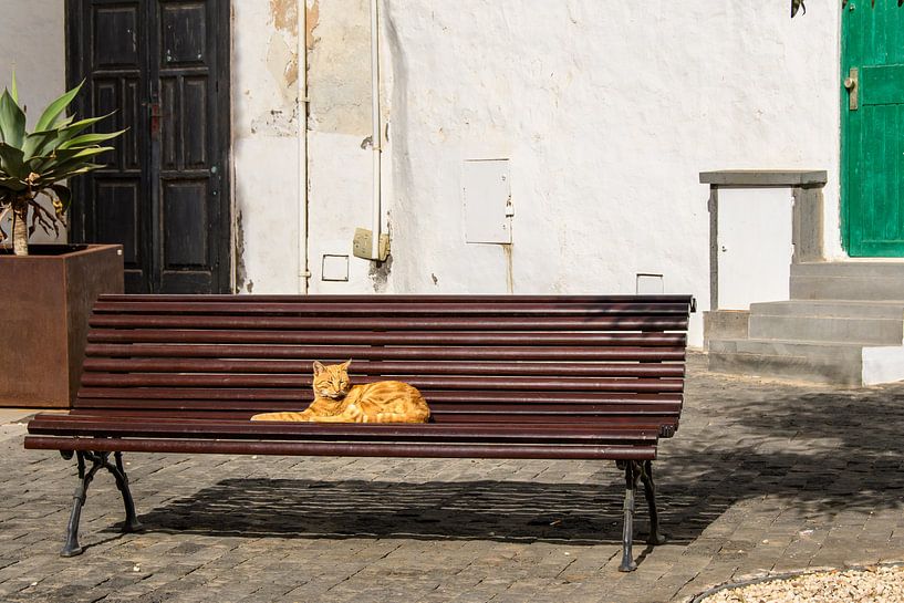 relaxing cat by Heinz Grates