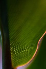 Canna Tropical Atmosphere by SPIRIT OF NATURE - Chris Lindhout