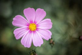 Pink flower by Danique Habets