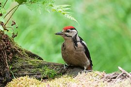 Grote bonte specht van Merijn Loch