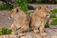 twee leeuwinnen kijken in verschillende richtingen, de ruzie van vriendinnen. Twee leeuwenvriendinne van Michael Semenov thumbnail