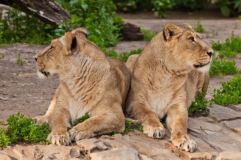 twee leeuwinnen kijken in verschillende richtingen, de ruzie van vriendinnen. Twee leeuwenvriendinne van Michael Semenov
