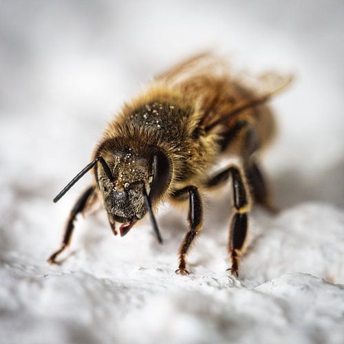 The world in miniature - macro photography of a bee