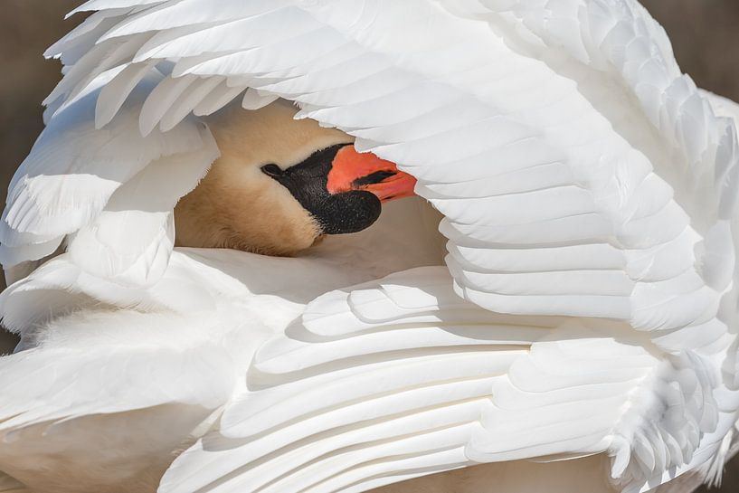 White swan looks with his head through his feathers - mute swan by Jolanda Aalbers