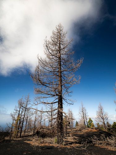 Cumbre Vieja Nationaal Park
