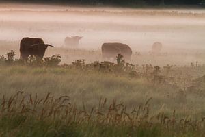 Schotse Hooglanders in de mist sur Menno van Duijn