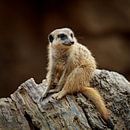 Meerkat by Rob Boon thumbnail