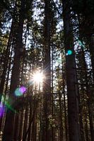 Rayons de soleil et pins