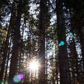 Rayons de soleil et pins sur Ginkgo Fotografie