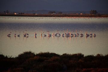 flamingos von marijke servaes