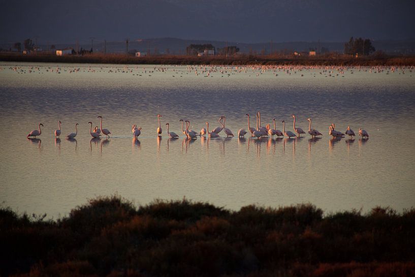 flamingo by marijke servaes