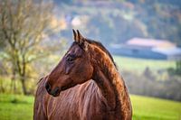 A view of a beautiful horse in nature