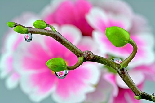 Orchideenrispe mit Blütentropfen von Susanne Herppich