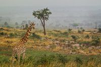 Giraffe op de savanne 
