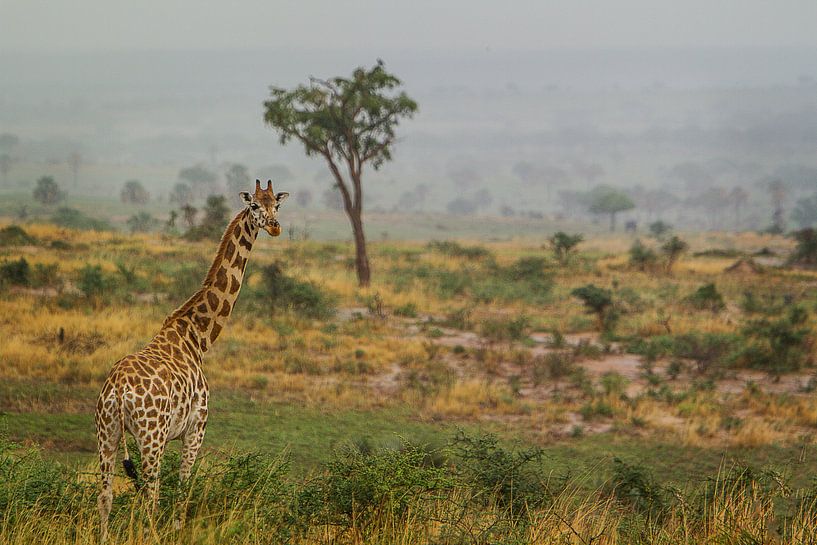 Giraffe in der Savanne von Geke Woudstra