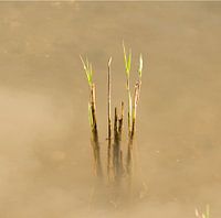 riet aan Lekoever