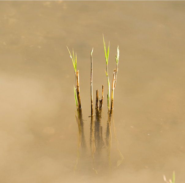 riet aan Lekoever van George Burggraaff