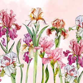 Iris-Blütenpracht von Geertje Burgers
