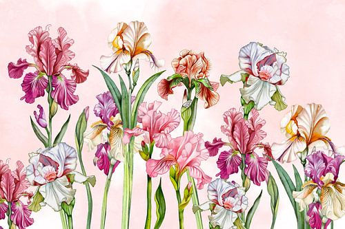 Iris bloemen kleurrijk van Geertje Burgers