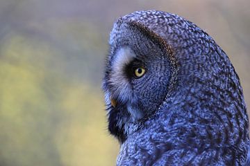 Gehoornde Uil Zweden van Frank Fichtmüller