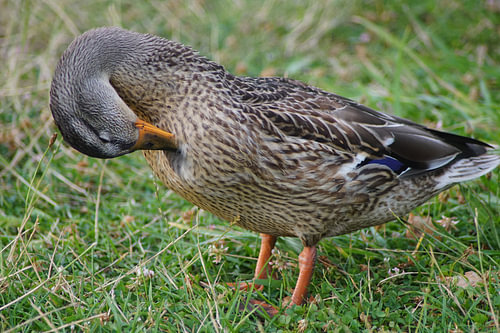 Wilde eend in de wei