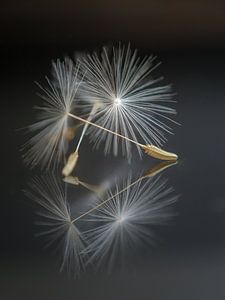 Blowing in the wind