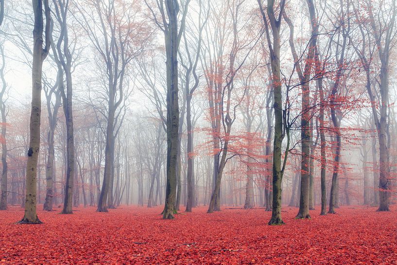 Rode herfst van Dennis van de Water