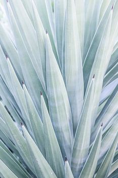 Azure Agave Tanz