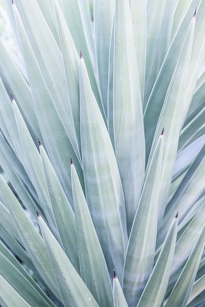 Danse de l'agave d'azur par Shot by Clint