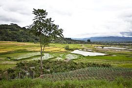 Rijstveld op Sumatra