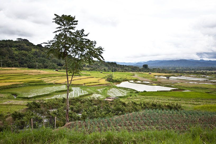 Champ de riz sur Sumatra par Kees van Dun