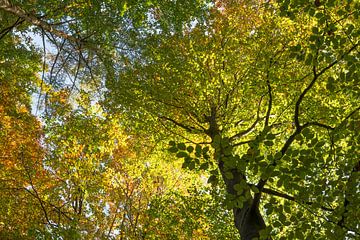 Bladerdek in groen herfstbos van Michel Knikker
